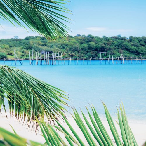 coconut-leaves-on-island-RNDKYSQ.jpg
